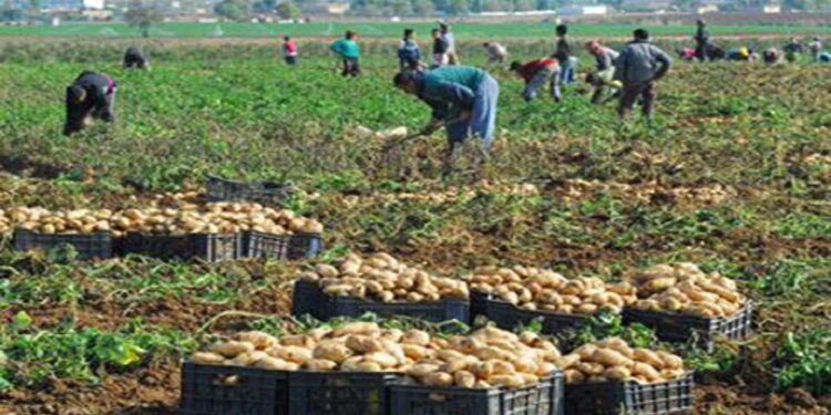 Pommes de terre : un stock régulateur de plus de 12 mille tonnes de la campagne 2026