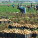 Pommes de terre : un stock régulateur de plus de 12 mille tonnes de la campagne 2026﻿