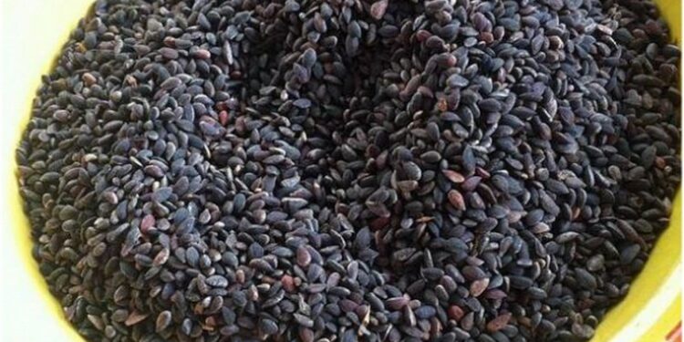 Mouled : Mise en garde contre les aflatoxines dues au mauvais stockage du zgougou