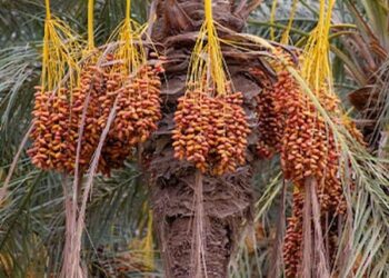 Dattes la Tunisie franchit un record de production en 2025