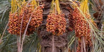 Dattes la Tunisie franchit un record de production en 2025