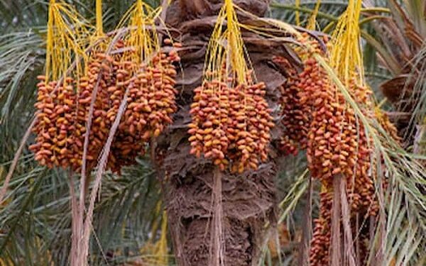 Dattes la Tunisie franchit un record de production en 2025