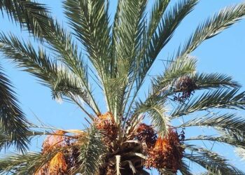 Tozeur : La production de dattes en baisse de 15%, la qualité en amélioration﻿