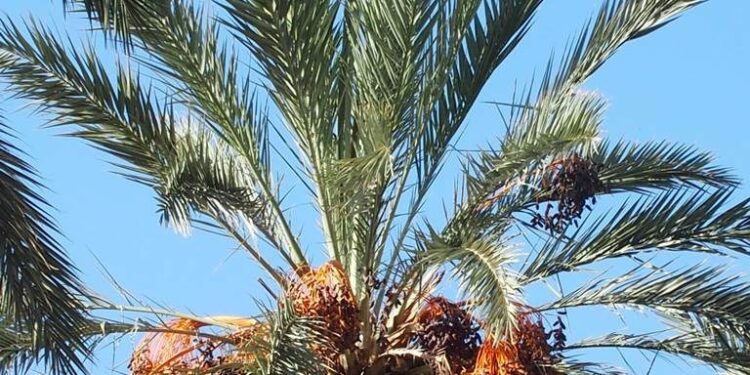 Tozeur : La production de dattes en baisse de 15%, la qualité en amélioration