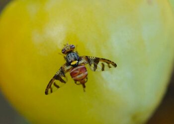 Mornag: Journée de sensibilisation à la lutte contre la mouche des fruits