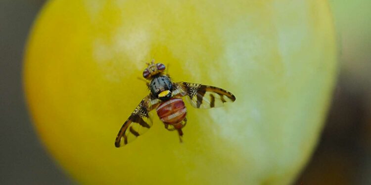 Mornag: Journée de sensibilisation à la lutte contre la mouche des fruits
