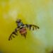 Mornag: Journée de sensibilisation à la lutte contre la mouche des fruits