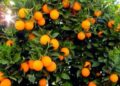 Nabeul- Agrumes : les estimations  tablent sur une baisse de 10% de la production