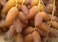 Dattes : production record de 404 mille tonnes, la saison écoulée