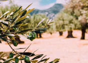 Tunisie: Les plantations d’oliviers en net recul à Zaghouan