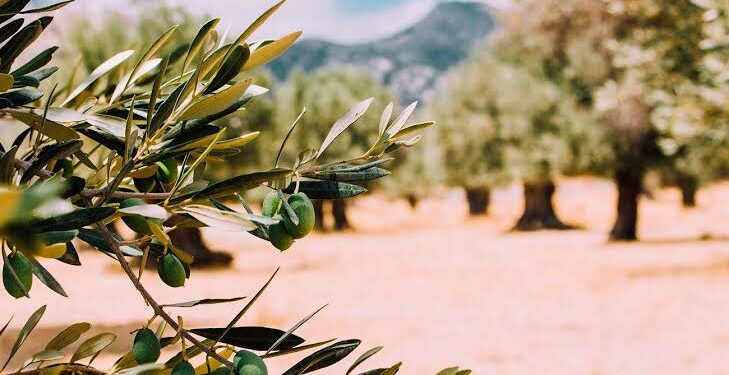 Tunisie: Les plantations d’oliviers en net recul à Zaghouan
