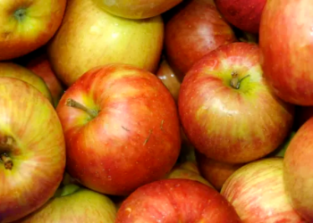 Kasserine : la production de pommes en hausse à 75.000 tonnes cette saison﻿