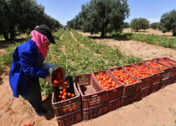 Tomate : une campagne automnale affectée par les conditions climatiques