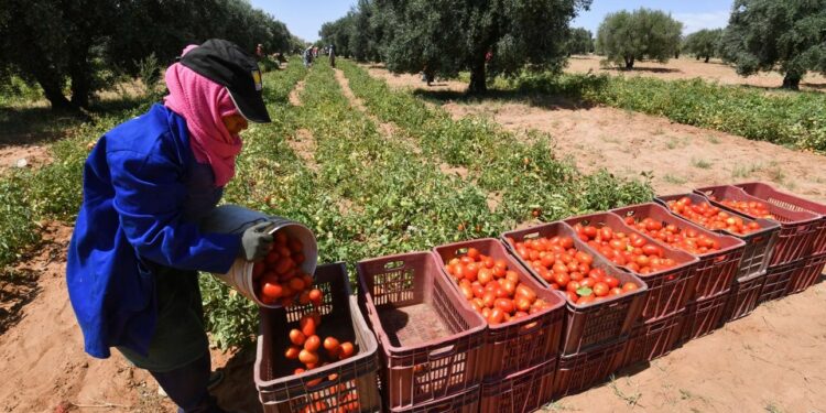 Tomate : une campagne automnale affectée par les conditions climatiques