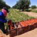 Tomate : une campagne automnale affectée par les conditions climatiques