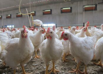 Aviculture- coupures d’électricité : Le GIPAC recense les pertes pour ajuster la production