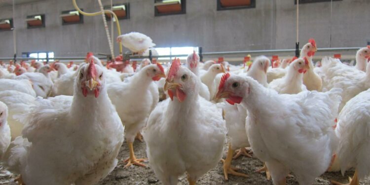 Aviculture- coupures d’électricité : Le GIPAC recense les pertes pour ajuster la production