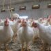 Aviculture- coupures d’électricité : Le GIPAC recense les pertes pour ajuster la production