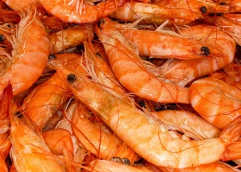 Crevettes en Tunisie: TUNSEA dément les rumeurs sur leur dangerosité