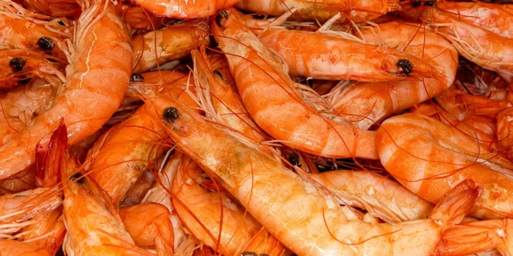 Crevettes moins chères sur le marché tunisien: Une spécialiste explique les raisons