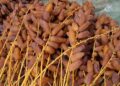 Exportations de dattes tunisiennes un milliard de dinars franchi