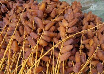 Exportations de dattes tunisiennes un milliard de dinars franchi
