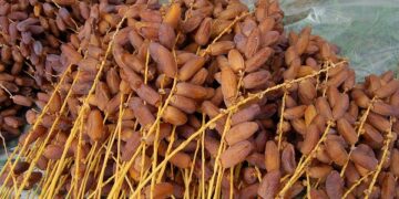 Exportations de dattes tunisiennes un milliard de dinars franchi