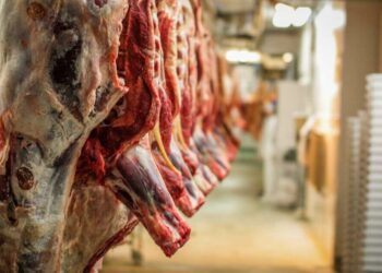 Le Kef : Plusieurs abattoirs fermés faute de conformité sanitaire