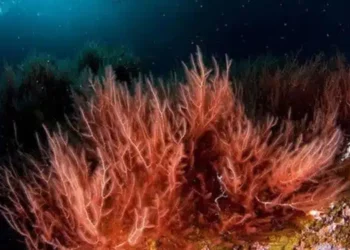 Tunisie: Suspension de la pêche du corail rouge jusqu’à fin 2026
