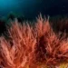 Tunisie: Suspension de la pêche du corail rouge jusqu’à fin 2026