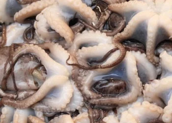 Agriculture : Prolongation de l’interdiction de la pêche au poulpe jusqu’au 15 novembre 2026﻿
